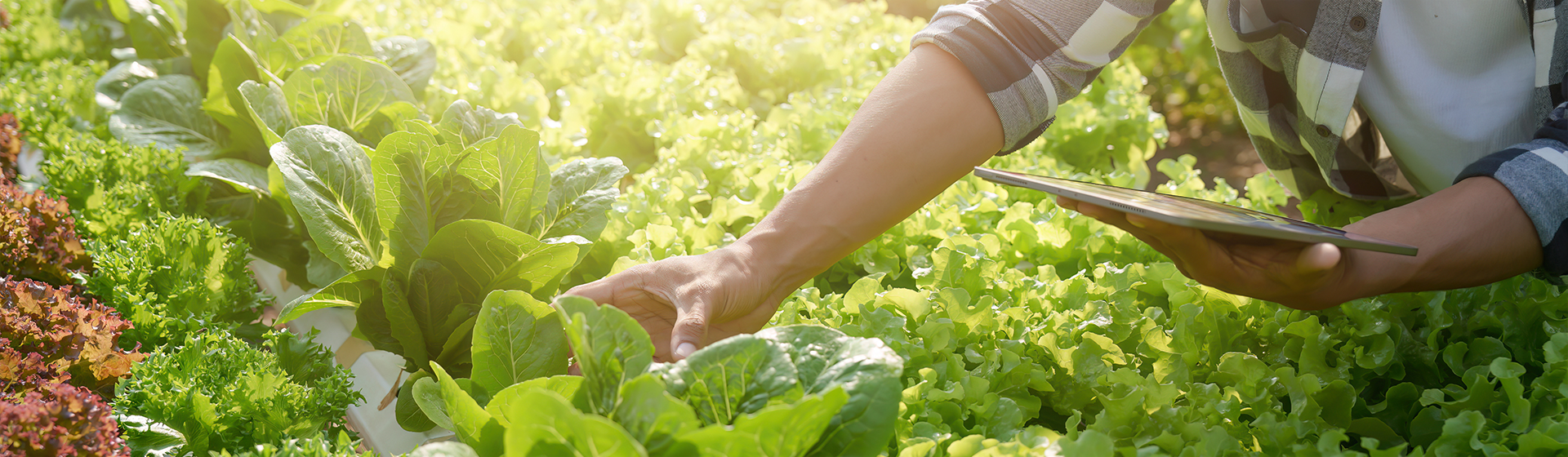 Xinghua Jiahe Foods Co., Ltd